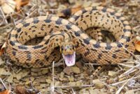 What Do Gopher Snakes Eat? Natural Diets and Habitat Habits