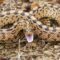 What Do Gopher Snakes Eat? Natural Diets and Habitat Habits