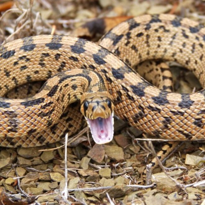 What Do Gopher Snakes Eat? Natural Diets and Habitat Habits