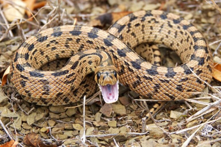 What Do Gopher Snakes Eat? Natural Diets and Habitat Habits