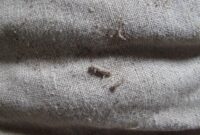 What Do Clothes Moths Look Like? How to Identify Fabric Pests Fast