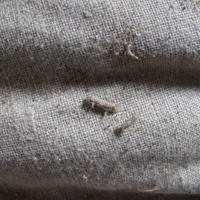 What Do Clothes Moths Look Like? How to Identify Fabric Pests Fast