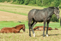 What Do Horses Sleep In? Surprising Truth About Equine Rest Habits