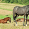 What Do Horses Sleep In? Surprising Truth About Equine Rest Habits