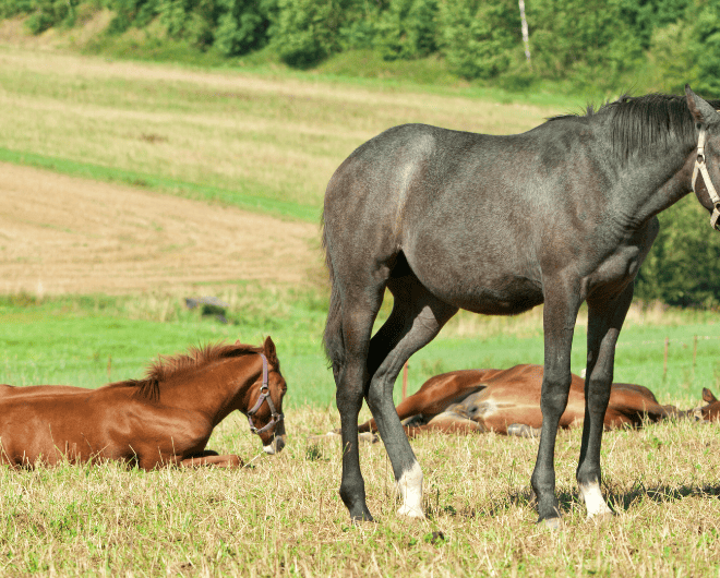 What Do Horses Sleep In? Surprising Truth About Equine Rest Habits