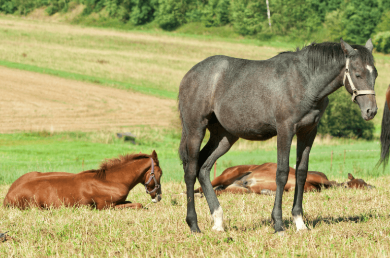 What Do Horses Sleep In? Surprising Truth About Equine Rest Habits