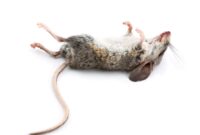 What Do Dead Mice Smell Like? How to Identify and Remove Odors Fast