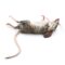 What Do Dead Mice Smell Like? How to Identify and Remove Odors Fast