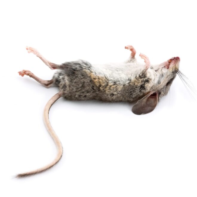 What Do Dead Mice Smell Like? How to Identify and Remove Odors Fast