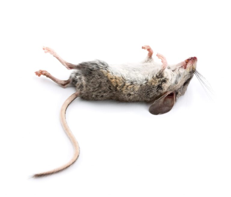 What Do Dead Mice Smell Like? How to Identify and Remove Odors Fast