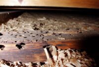 What Do Carpenter Ants Do? Nesting Damage and Control Tips