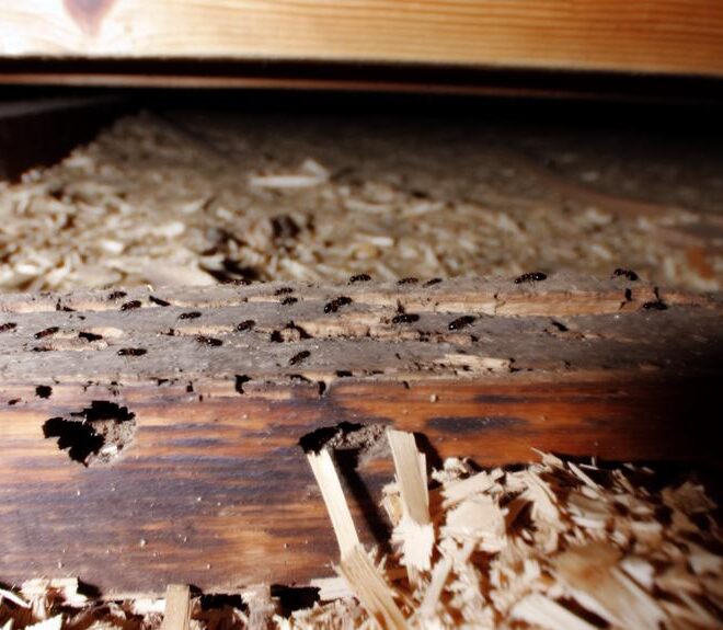What Do Carpenter Ants Do? Nesting Damage and Control Tips