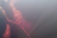 What Do Boto Dolphins Eat? Amazon River Feeding Secrets