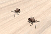What Do Carpet Bugs Look Like? How to Identify Household Pests