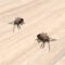 What Do Carpet Bugs Look Like? How to Identify Household Pests