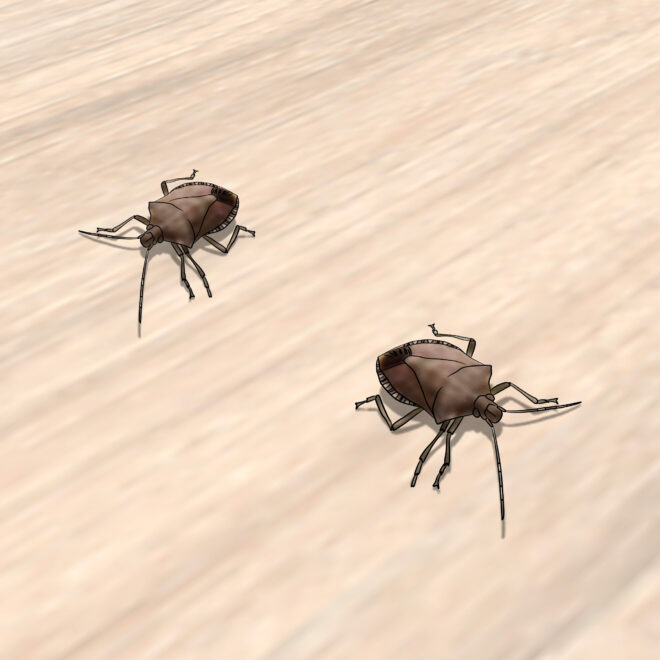 What Do Carpet Bugs Look Like? How to Identify Household Pests