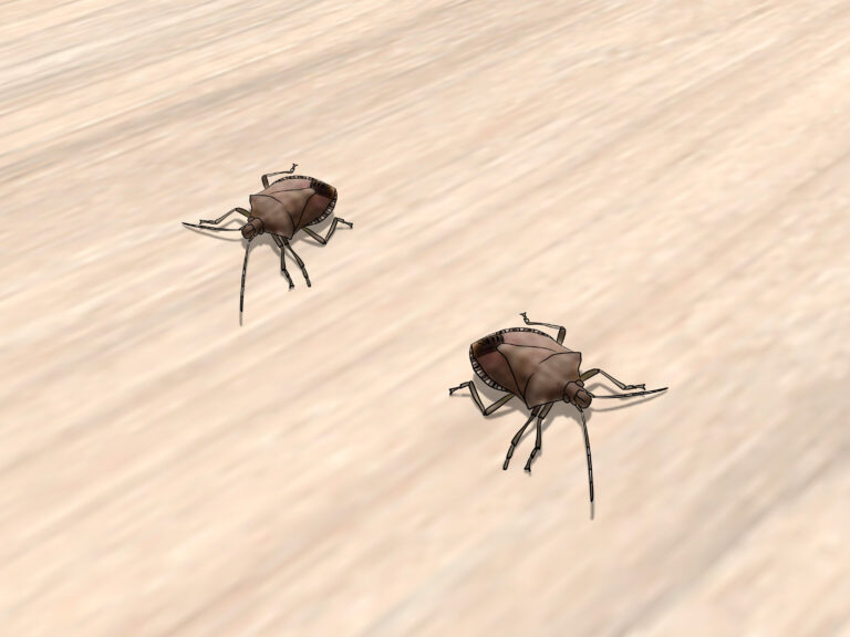 What Do Carpet Bugs Look Like? How to Identify Household Pests