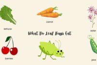 What Do Leaf Bugs Eat? Garden Feeding Habits Explained