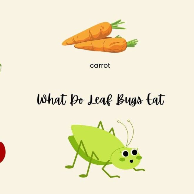 What Do Leaf Bugs Eat? Garden Feeding Habits Explained