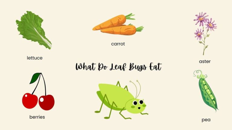 What Do Leaf Bugs Eat? Garden Feeding Habits Explained