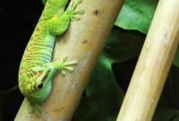 What Do Florida Lizards Eat? Backyard Diets and Habitat Habits
