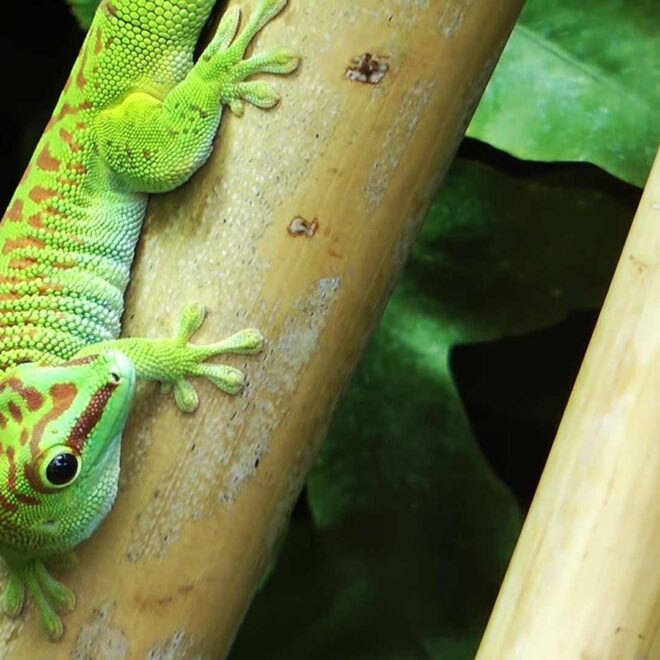 What Do Florida Lizards Eat? Backyard Diets and Habitat Habits