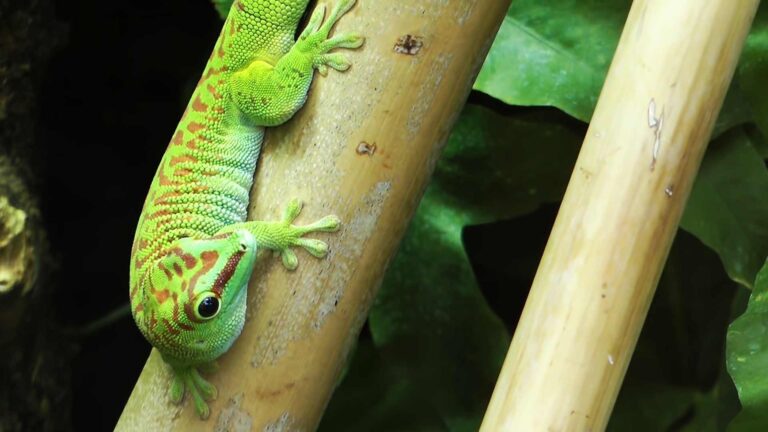 What Do Florida Lizards Eat? Backyard Diets and Habitat Habits