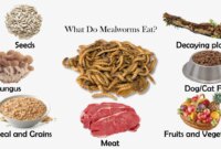 What Do Mealworms Eat? Raising and Feeding Guide for Beginners