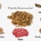 What Do Mealworms Eat? Raising and Feeding Guide for Beginners