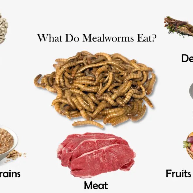 What Do Mealworms Eat? Raising and Feeding Guide for Beginners
