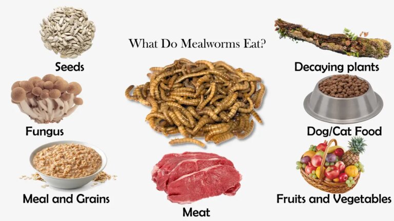 What Do Mealworms Eat? Raising and Feeding Guide for Beginners