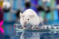 What Do Exterminators Do for Mice? Removal Methods and Prevention Tips