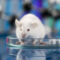 What Do Exterminators Do for Mice? Removal Methods and Prevention Tips