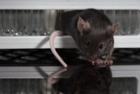 What Do Mice Sound Like? Noises That Signal an Infestation