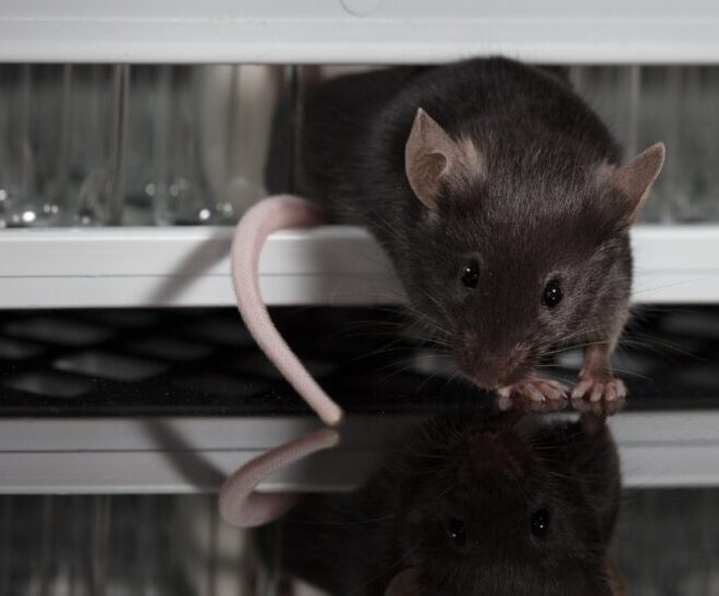 What Do Mice Sound Like? Noises That Signal an Infestation