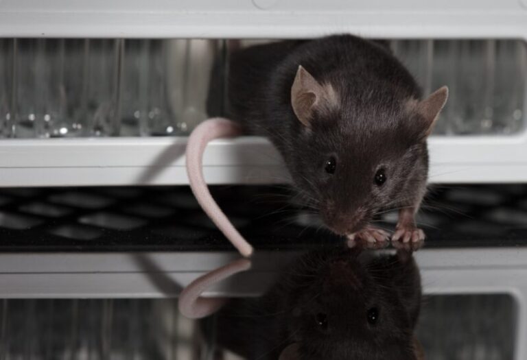 What Do Mice Sound Like? Noises That Signal an Infestation