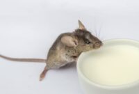 What Do Mice Droppings Look Like? Identification and Health Risks Guide