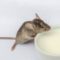 What Do Mice Droppings Look Like? Identification and Health Risks Guide
