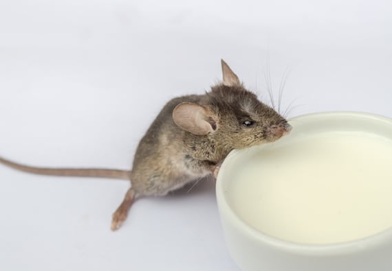 What Do Mice Droppings Look Like? Identification and Health Risks Guide