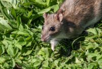 What Do Rats Hate? Natural Repellents That Actually Work
