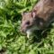 What Do Rats Hate? Natural Repellents That Actually Work