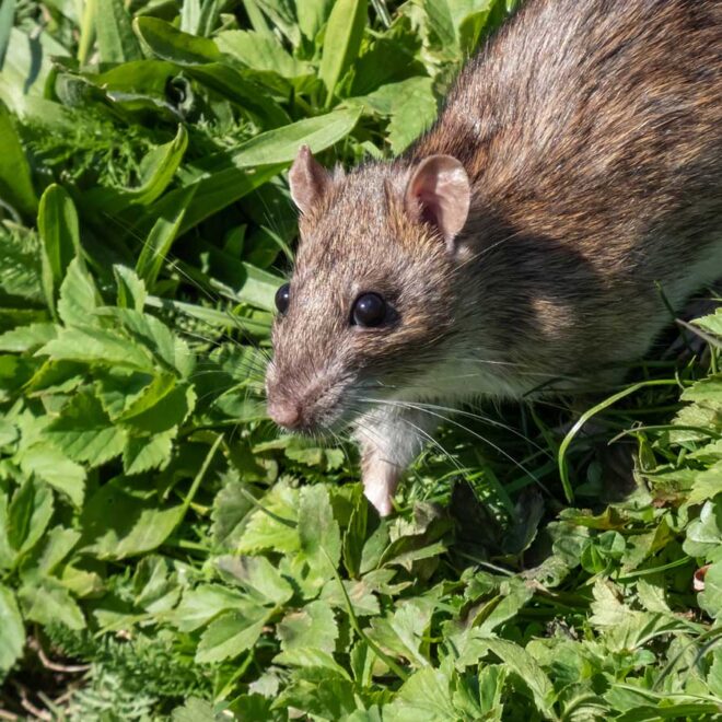 What Do Rats Hate? Natural Repellents That Actually Work