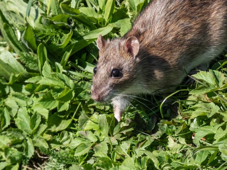 What Do Rats Hate? Natural Repellents That Actually Work