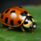 What Do Orange Ladybugs Mean? Myths Symbolism and Facts
