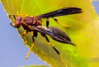 What Do Paper Wasps Eat? Natural Pest Control Explained