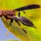 What Do Paper Wasps Eat? Natural Pest Control Explained