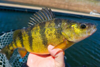 What Do Perch Eat? Natural Diets and Fishing Tips