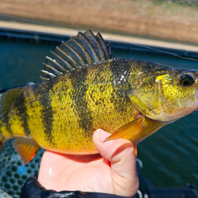 What Do Perch Eat? Natural Diets and Fishing Tips