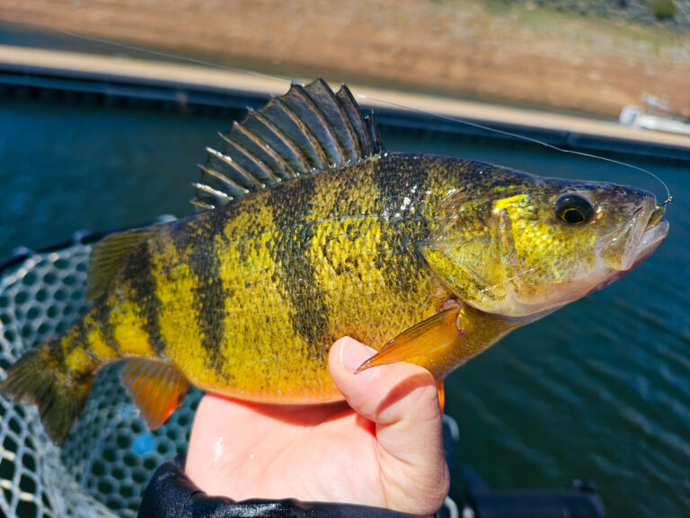 What Do Perch Eat? Natural Diets and Fishing Tips