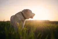 What Do Vets Do with Dead Dogs? Compassionate Aftercare Options